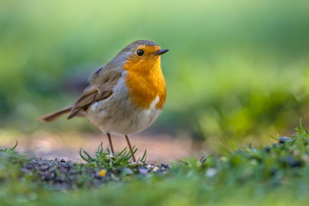 Bird perched on a branch in a forest