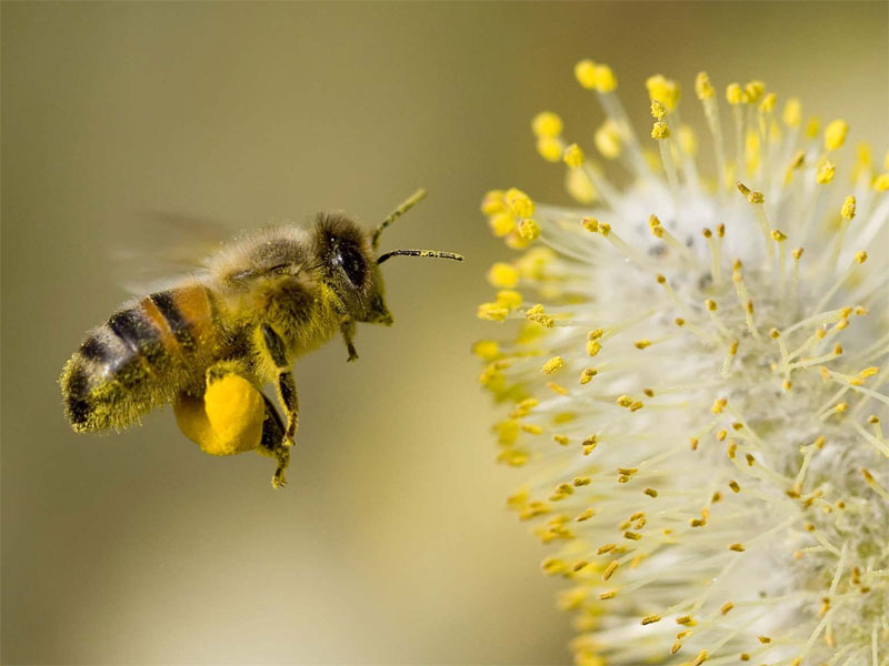 Honeybee collecting pollen from a flower