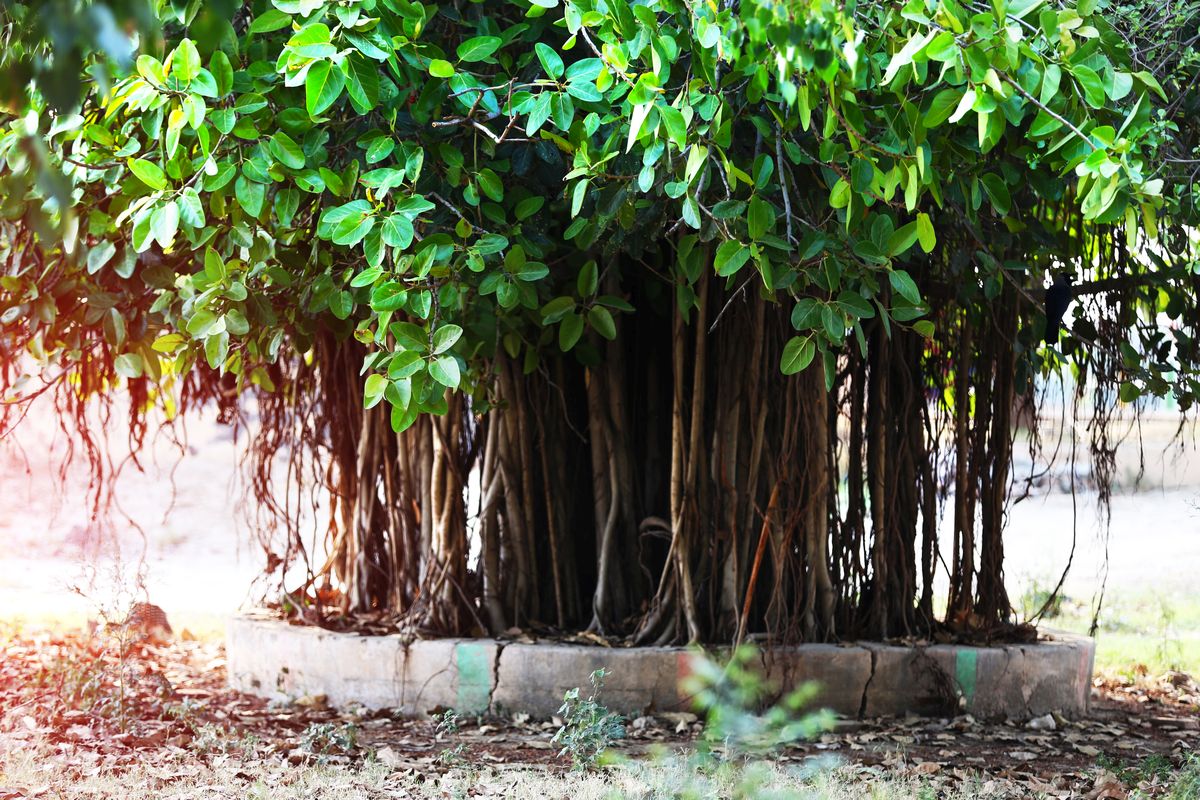Banyan image