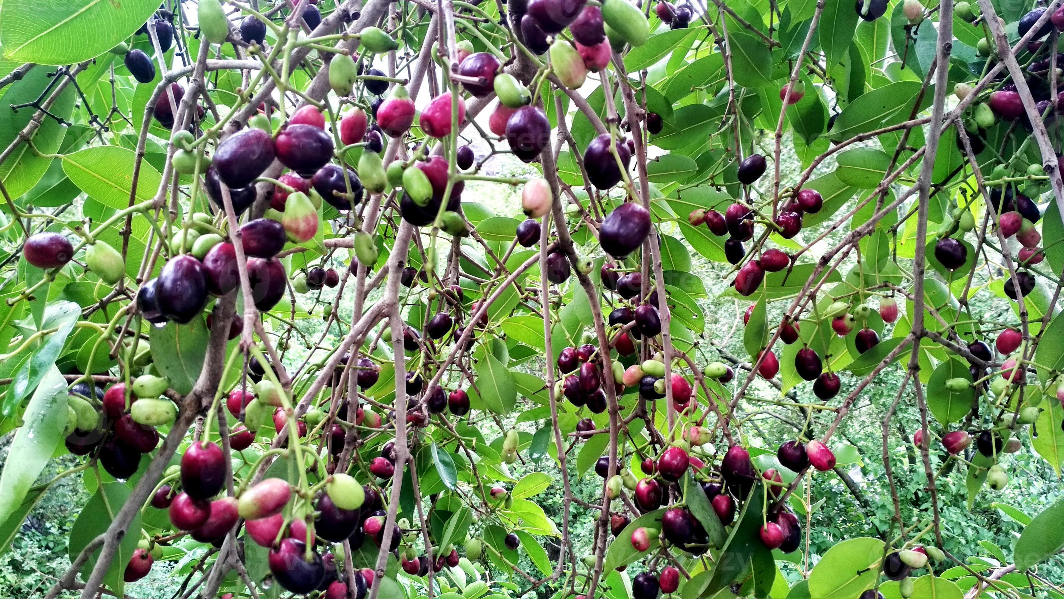 Jamun image
