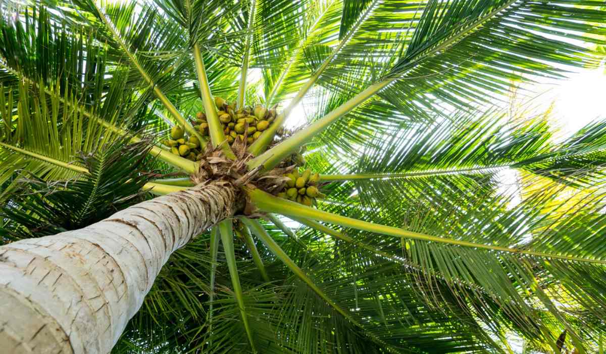 Coconut image