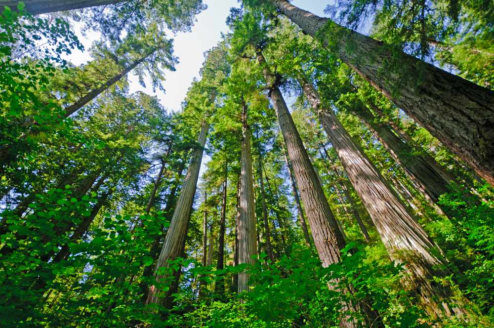 Endangered trees