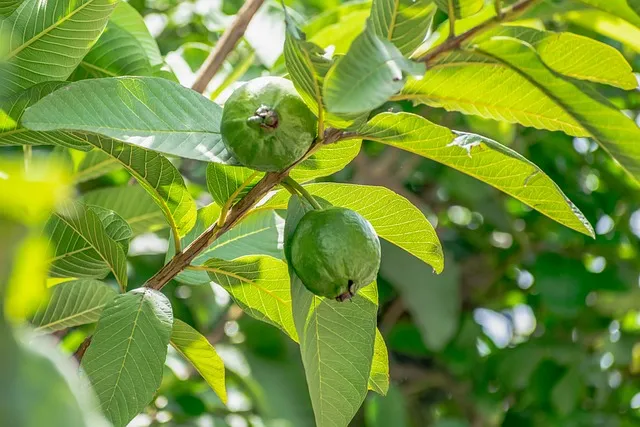 Guava image