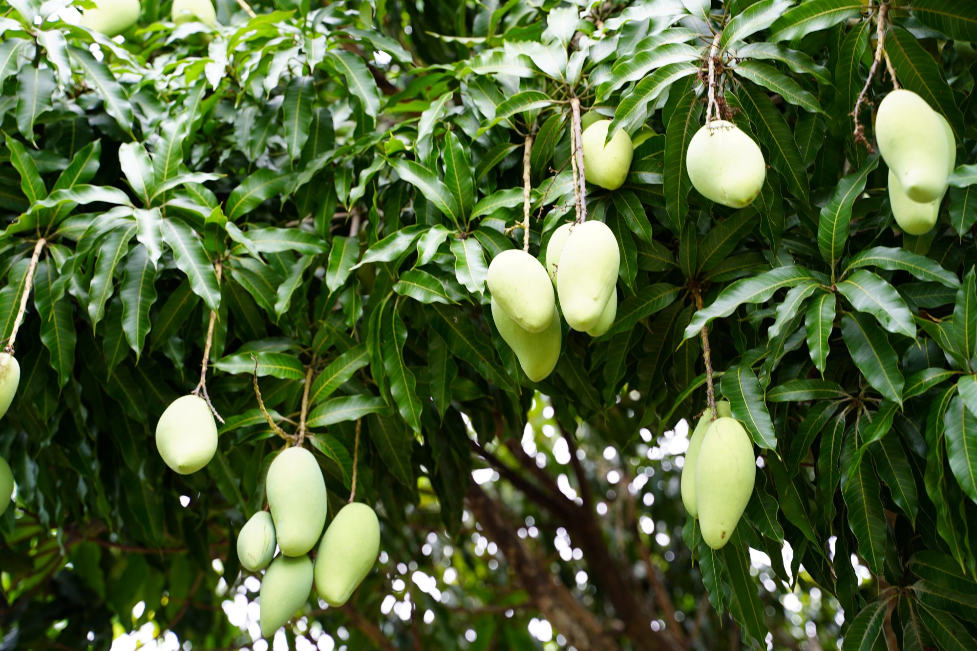 Mango image