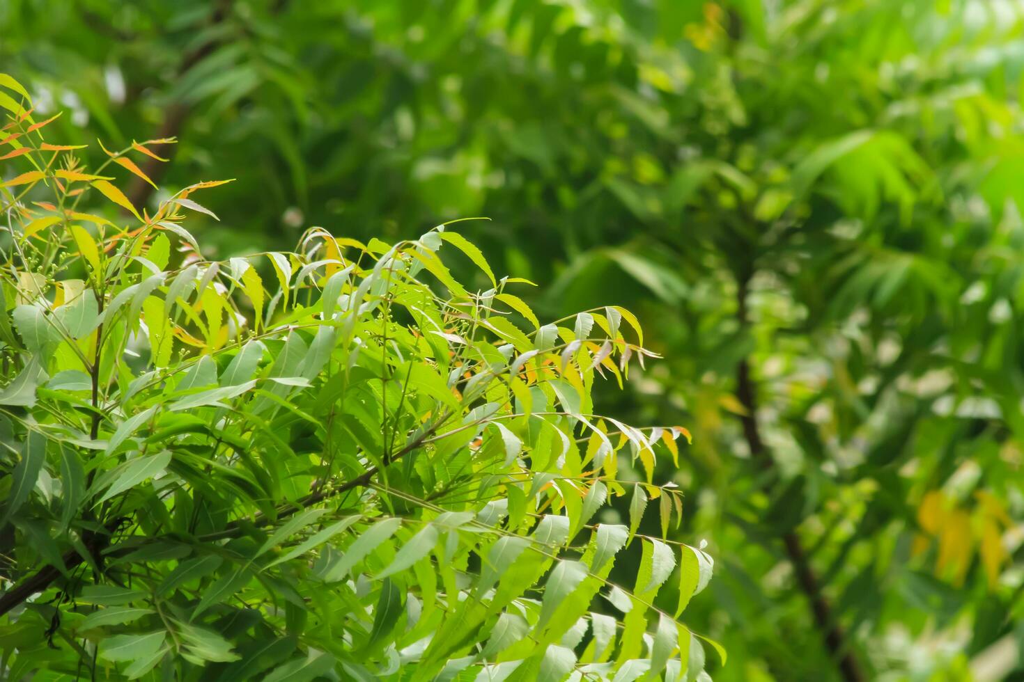 Neem image